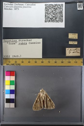 Media type: image;   Entomology 747752